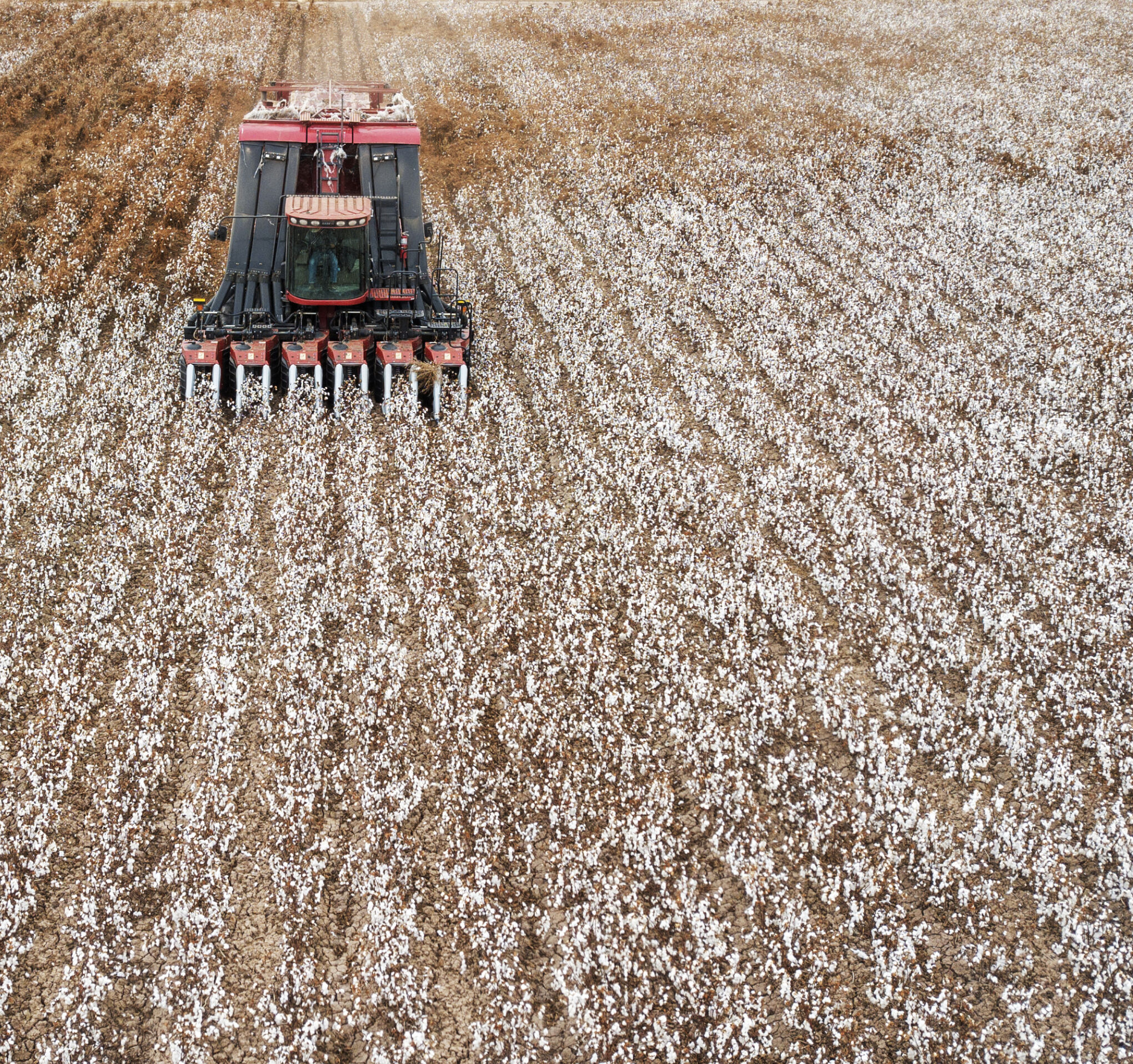 How Cotton Is Made