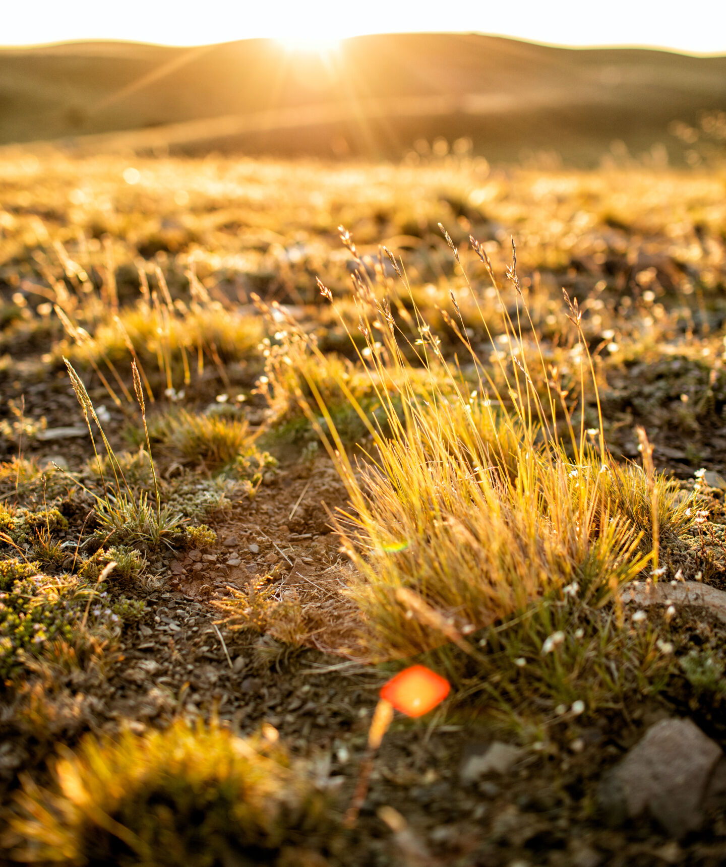 regenerated grasslands in Patagonia, Argentina