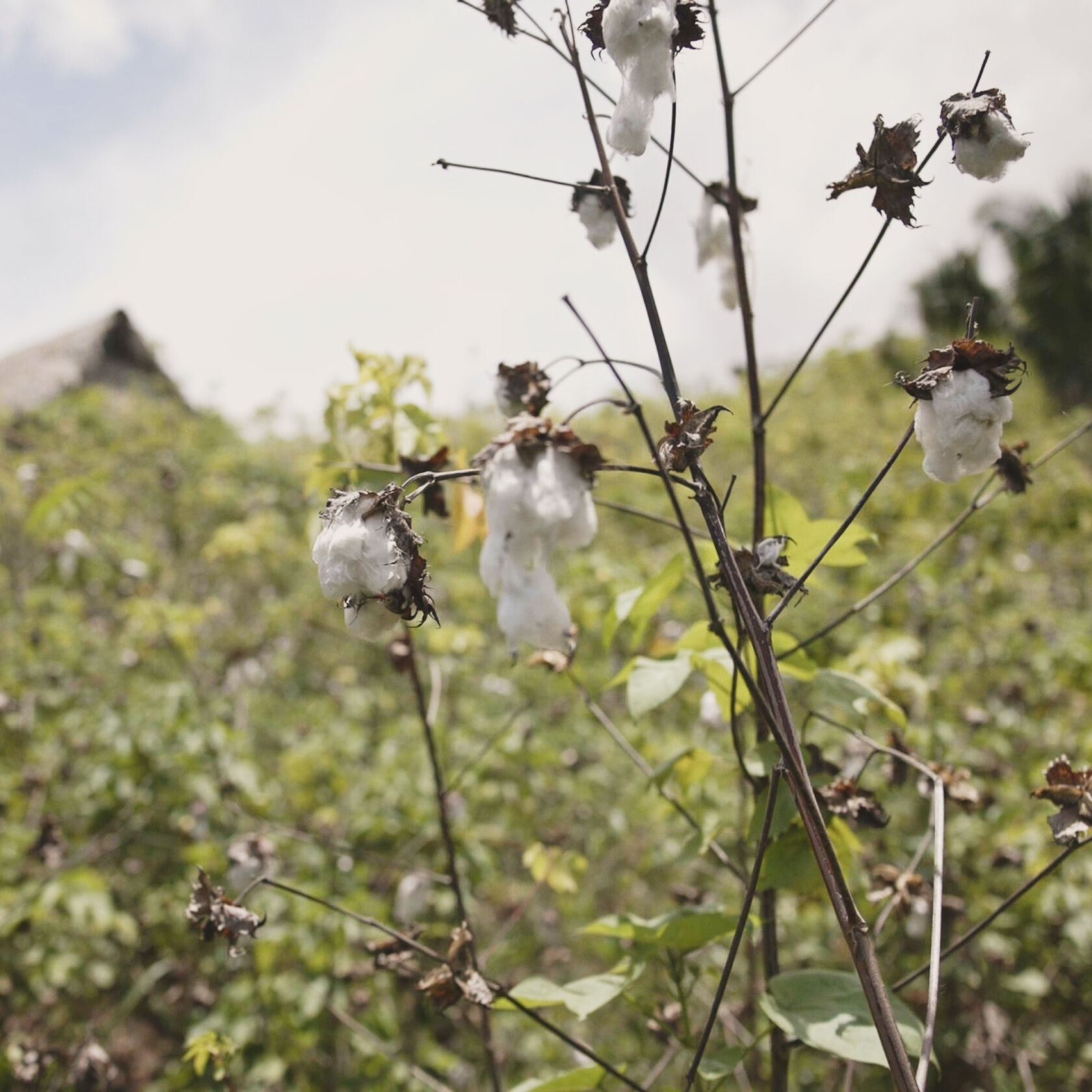 Organic Pima cotton boll in Peru.