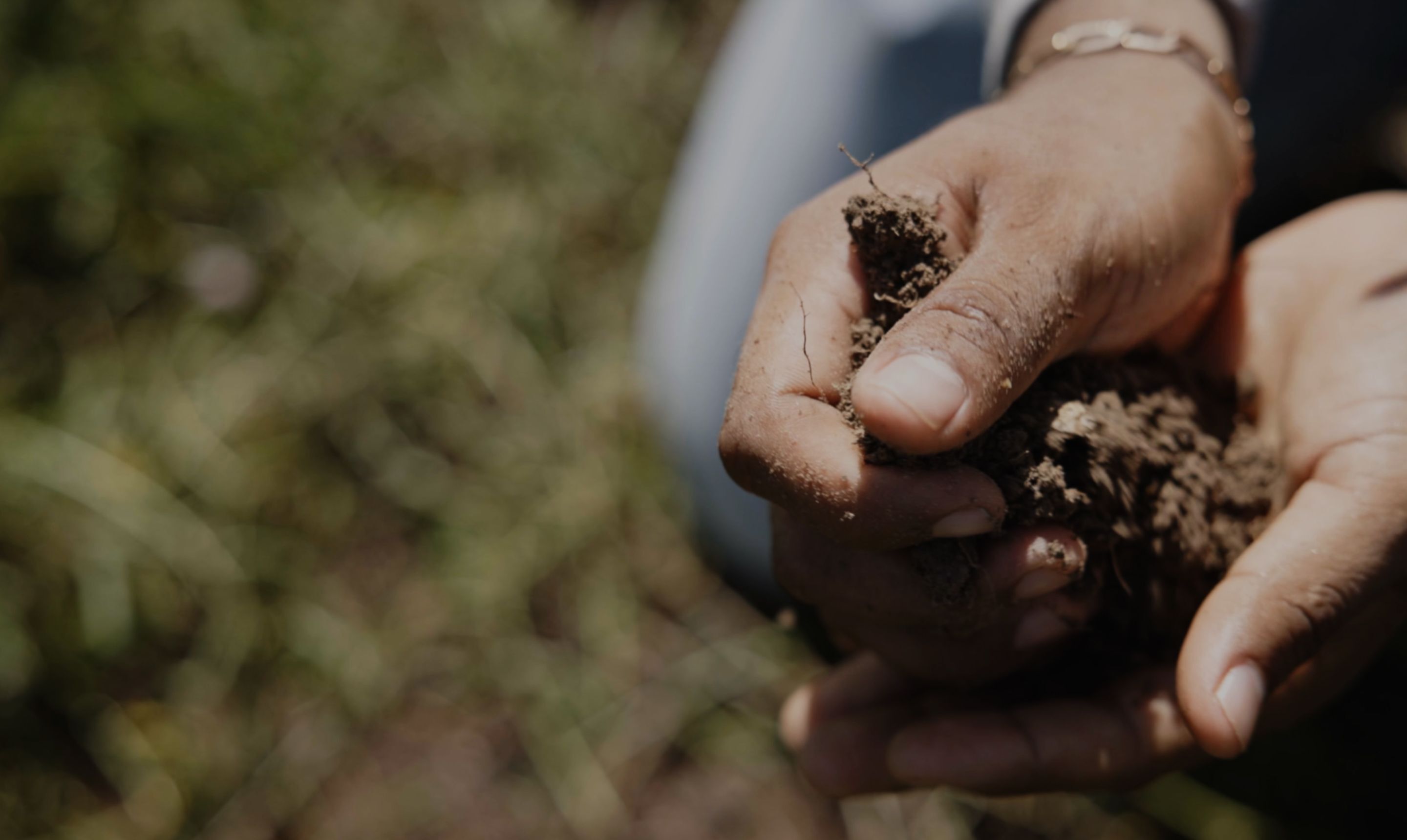Hand holding fertile soil.