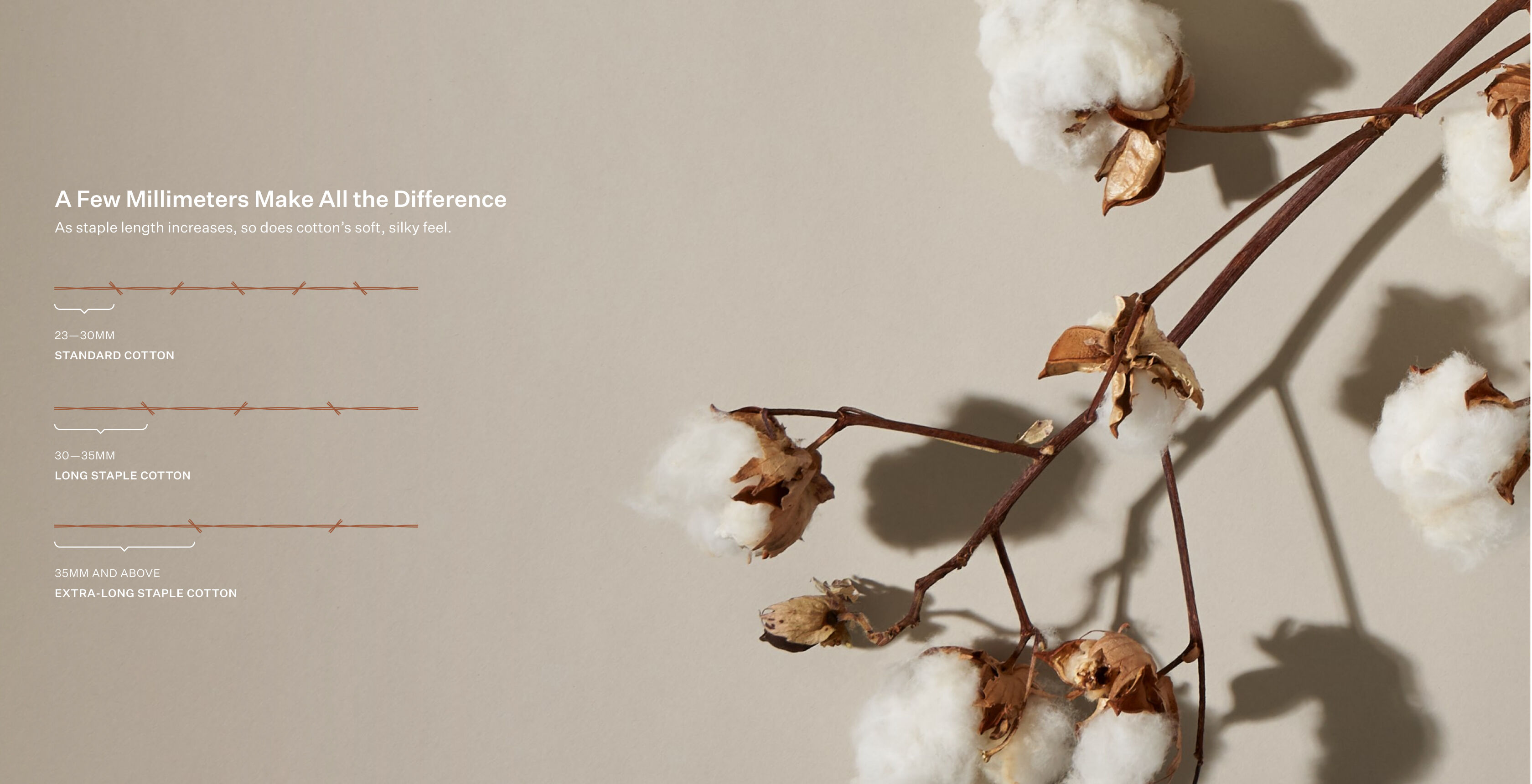 Measuring the staple length of cotton. Measuring the staple length of cotton.
