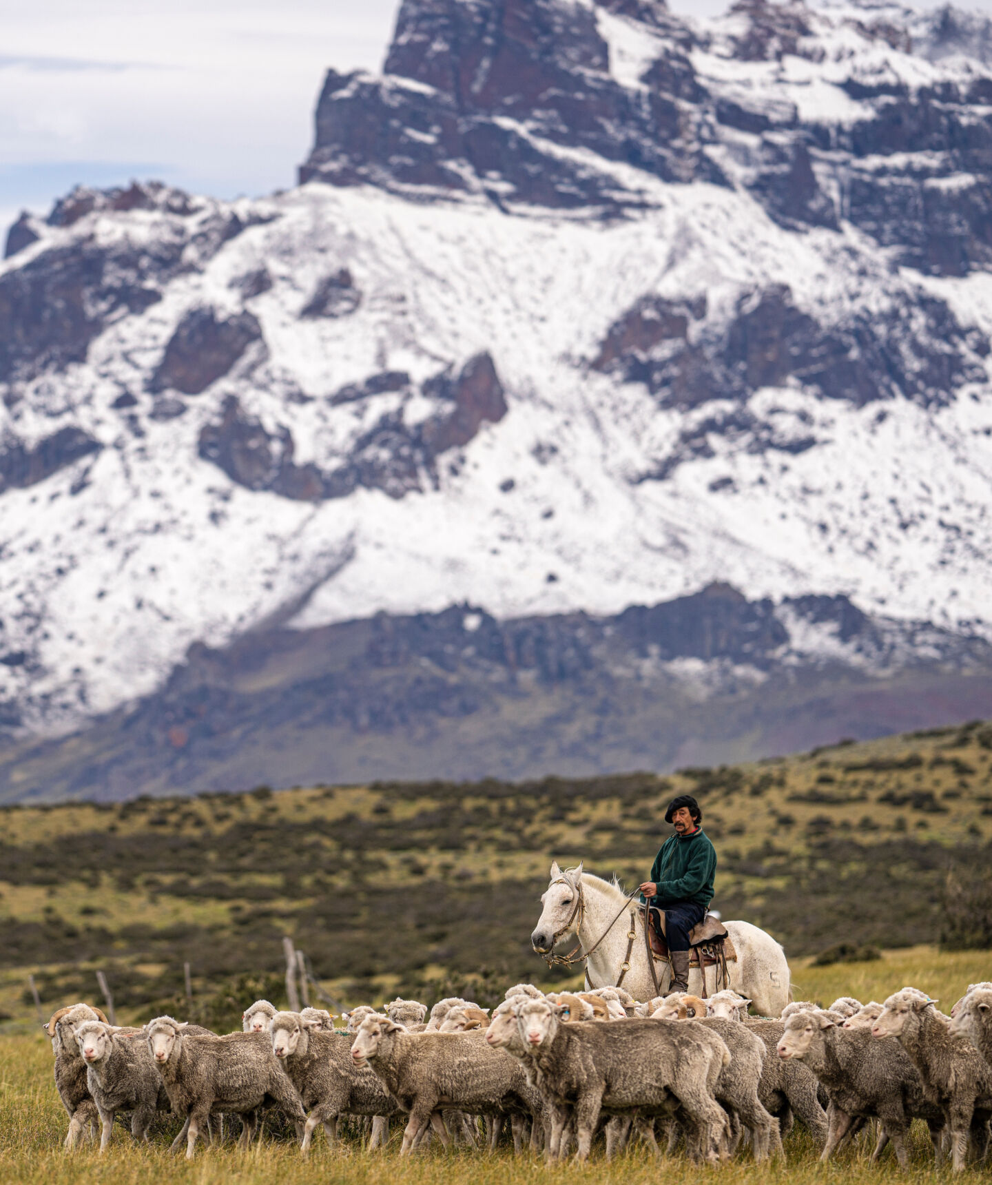 rancher herding sheep on horseback