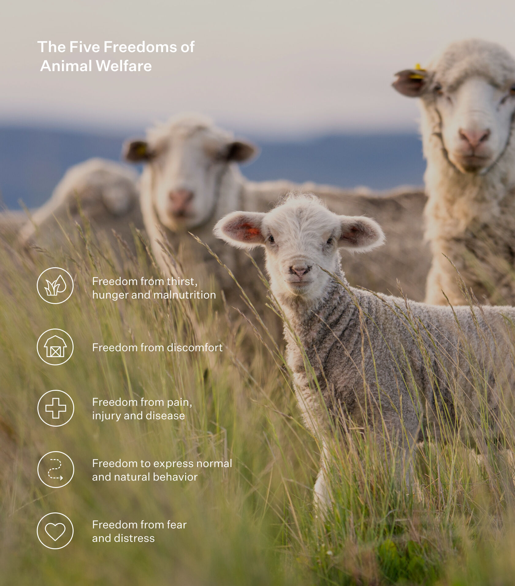 The five freedoms of animal welfare. The five freedoms of animal welfare.