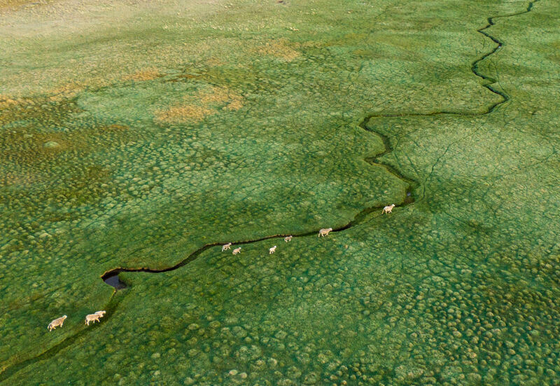 Managed holistically, the sheep's grazing actually helps to regenerate the grasslands of Patagonia.