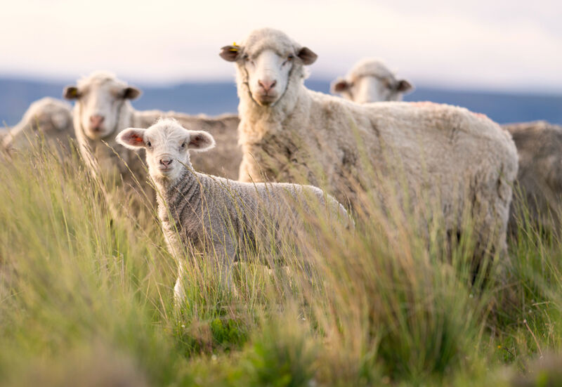 Sheep in a field.