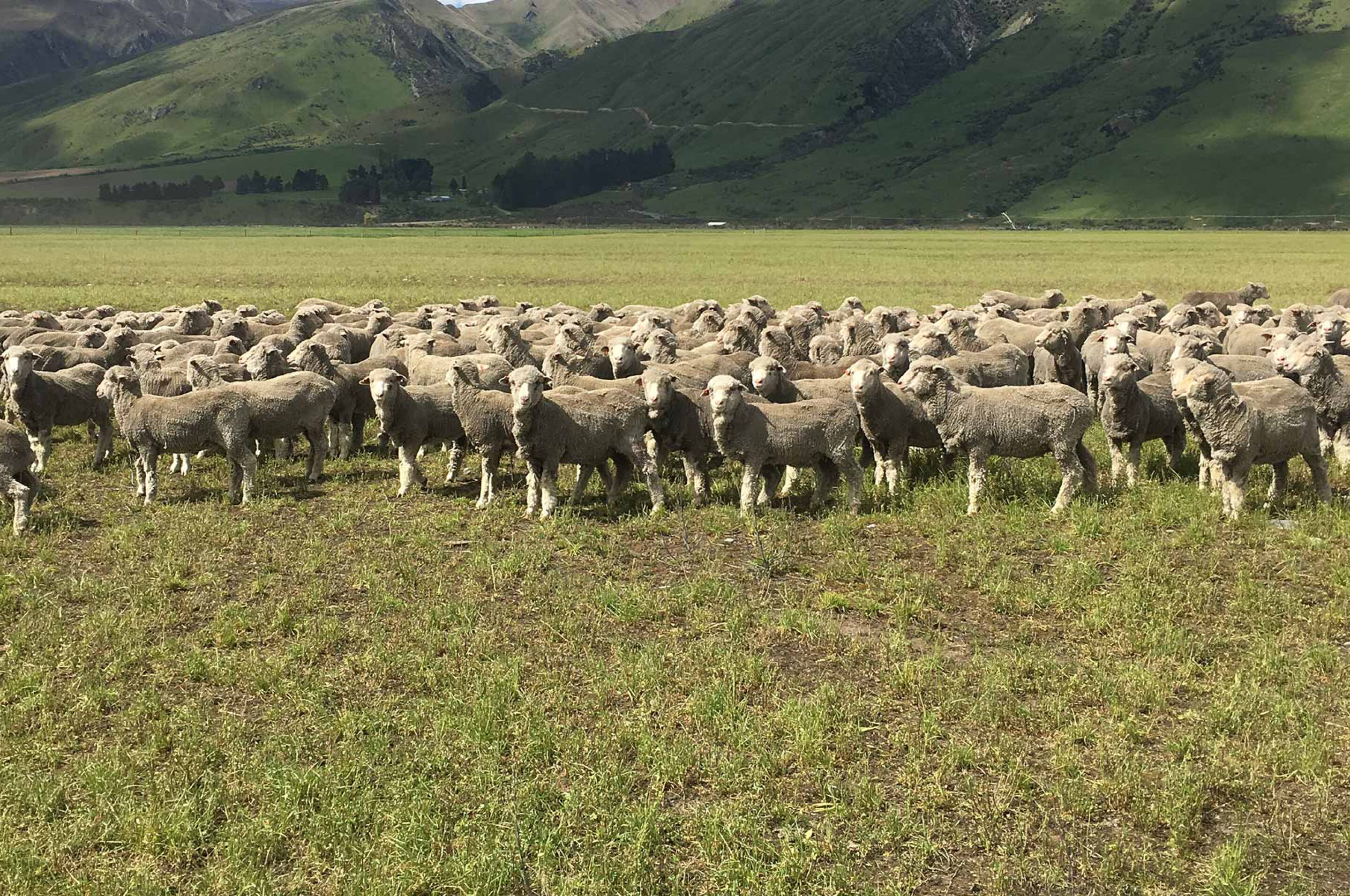 Flock of sheep in a field.