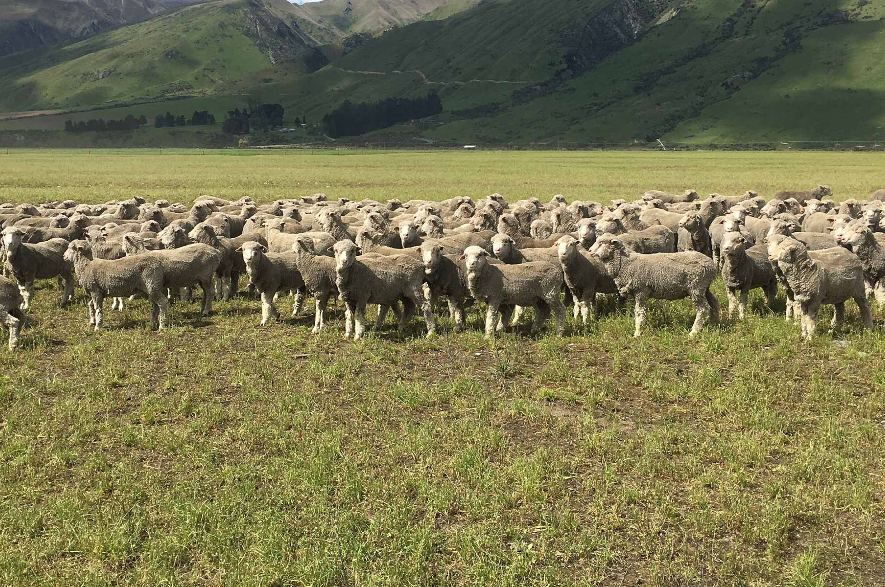 Flock of sheep in a field. Flock of sheep in a field.