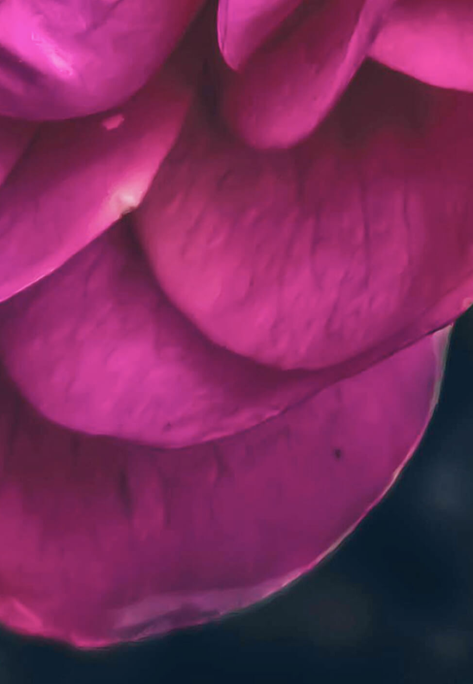 Your Wardrobe in Full Bloom