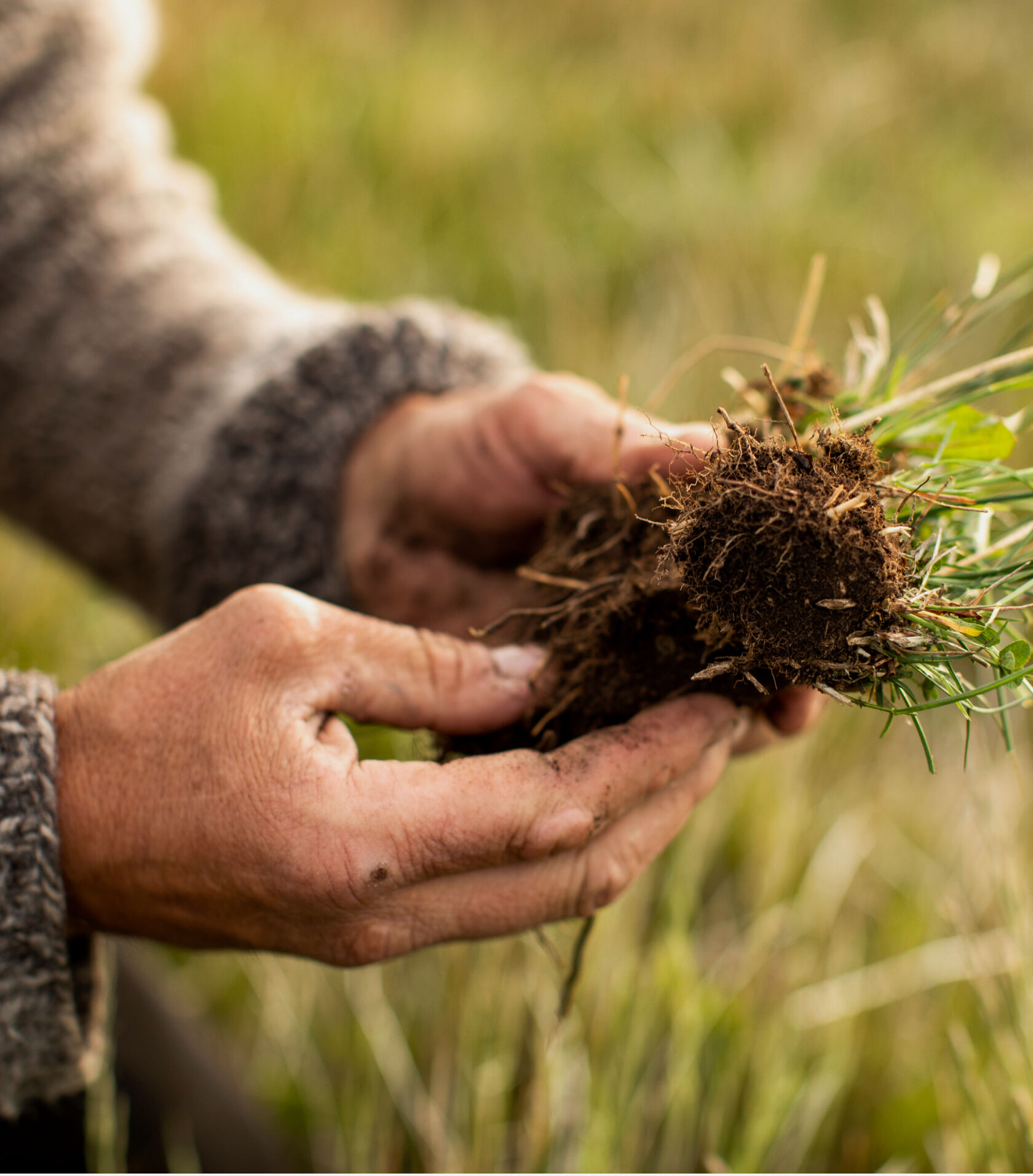 Farmer holding soil. 