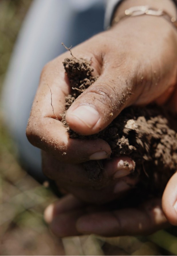 Hands holding soil at a regenerative farm.