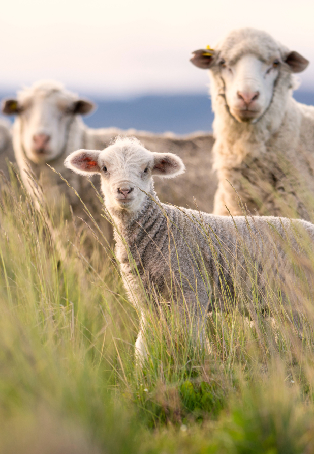 Sheep in a field.