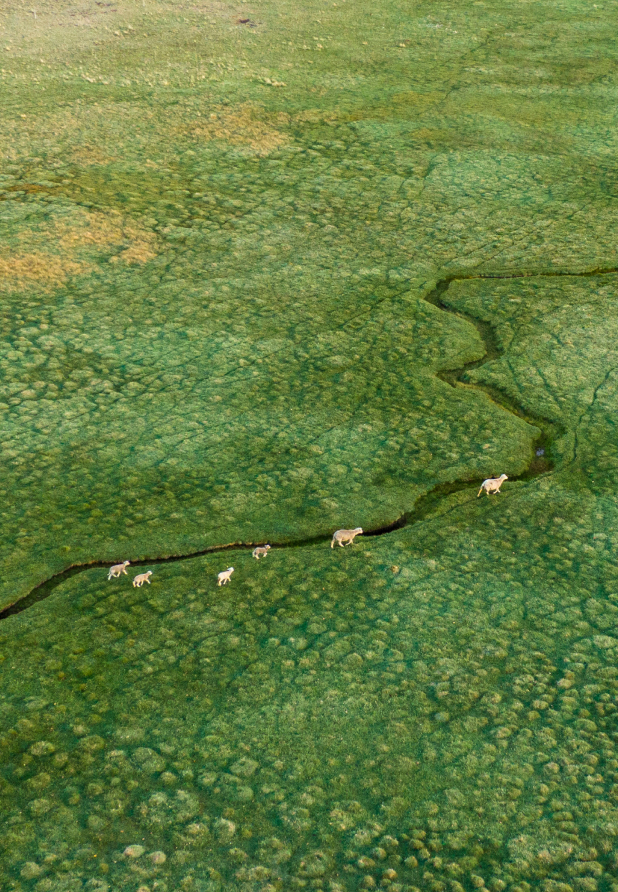 Managed holistically, the sheep's grazing actually helps to regenerate the grasslands of Patagonia.